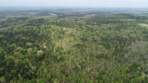 Farris 115 Timber: 00 CR 2215, Daingerfield, TX 75638